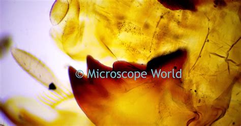 Microscope World Blog: Ants under the Microscope.